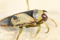 Notonecta viridis