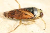 Notonecta glauca