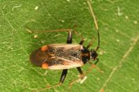 Adelphocoris seticornis