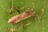 Camptopus lateralis