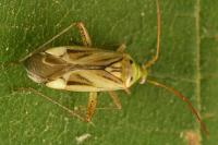Adelphocoris lineolatus