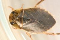 Ilyocoris cimicoides