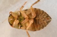 Ilyocoris cimicoides