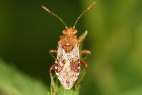Rhopalus subrufus