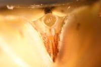 Stictopleurus abutilon