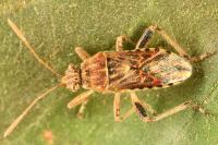 Stictopleurus abutilon