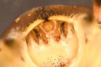 Stictopleurus abutilon