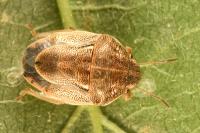 Neottiglossa leporina