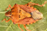 Carpocoris purpureipennis