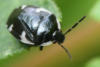 Tritomegas sexmaculatus