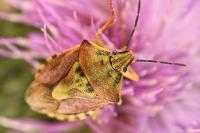 Carpocoris purpureipennis