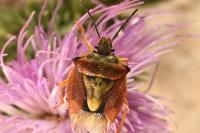 Carpocoris purpureipennis