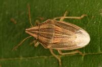 Aelia acuminata