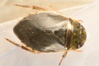 Ilyocoris cimicoides