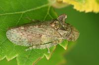 Ledra aurita