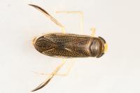 Sigara striata