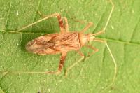 Phytocoris varipes
