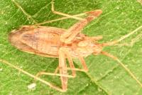 Phytocoris varipes
