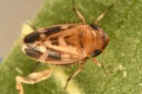 Anoscopus serratulae