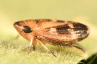 Anoscopus serratulae