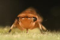 Anoscopus serratulae