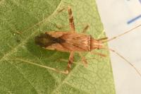 Phytocoris austriacus