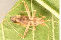 Phytocoris austriacus