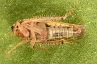 Euscelidius variegatus