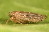 Euscelidius variegatus