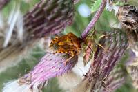 Carpocoris purpureipennis