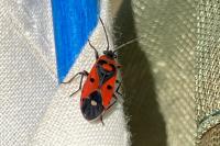 Melanocoryphus albomaculatus