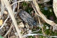 Peritrechus gracilicornis