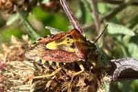 Carpocoris purpureipennis