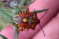 Carpocoris purpureipennis