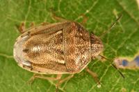 Neottiglossa leporina