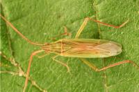 Stenodema calcarata