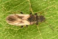 Metopoplax ditomoides