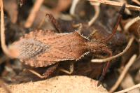 Coriomeris denticulatus