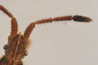 Coriomeris denticulatus