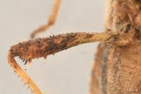 Coriomeris denticulatus