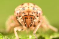 Dryodurgades reticulatus