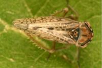 Dryodurgades reticulatus