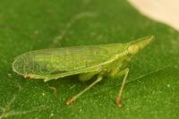 Dictyophara europaea