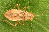 Rhopalus parumpunctatus