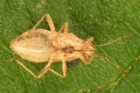 Rhopalus parumpunctatus