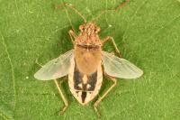 Rhopalus parumpunctatus