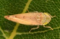 Synophropsis lauri