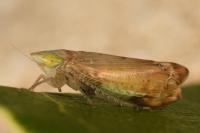 Synophropsis lauri