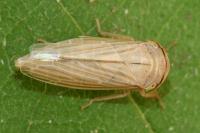 Athysanus argentarius