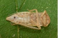 Athysanus argentarius